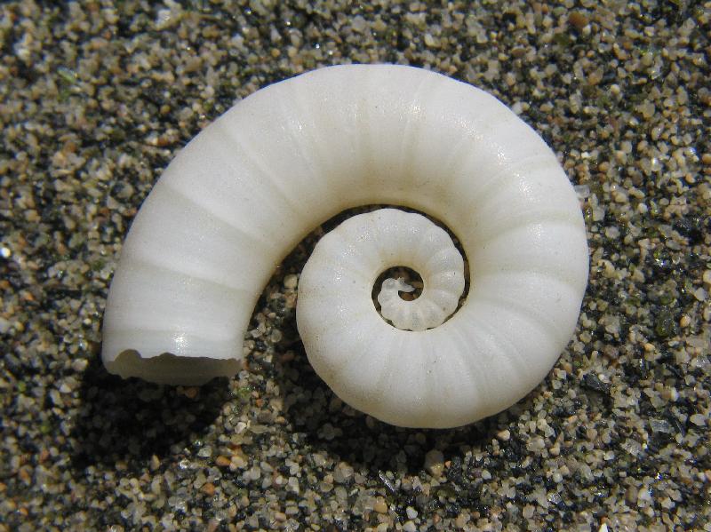 Spirula spirula